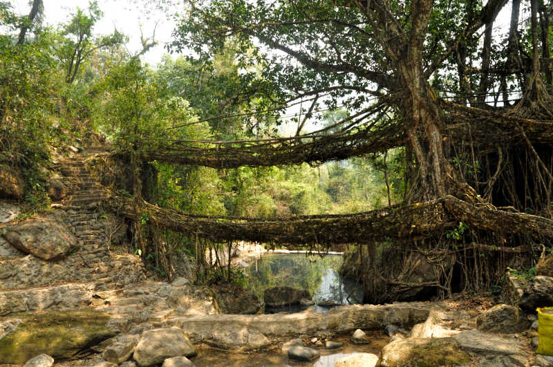 用树枝枝干搭建而成的桥