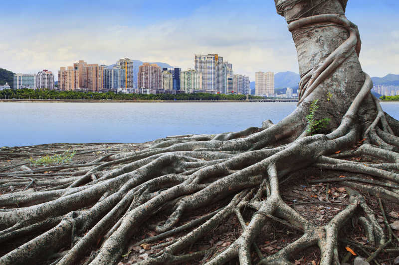 城市对岸巨大的古树树根