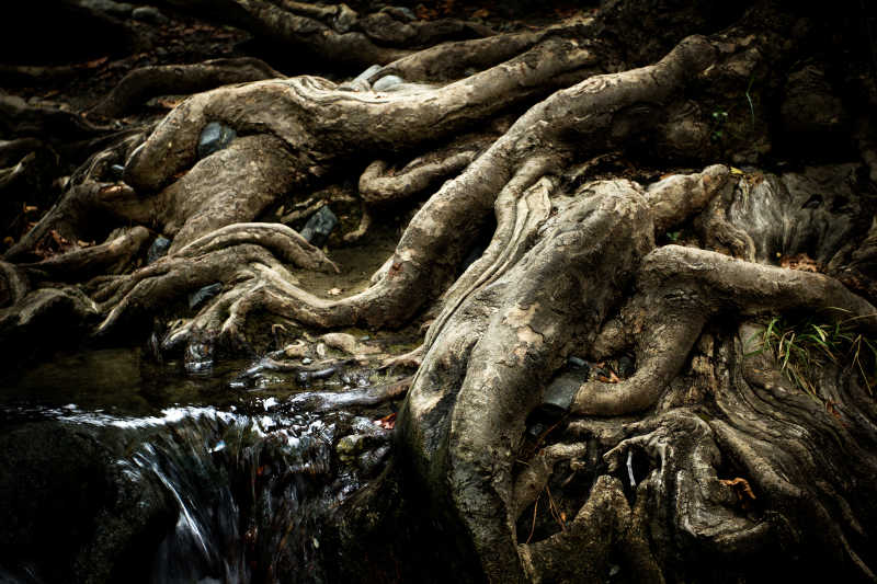 生在流水旁的古树树根