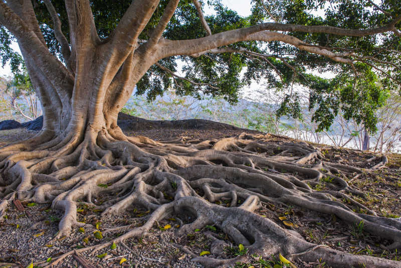阳光下巨大的古树树根