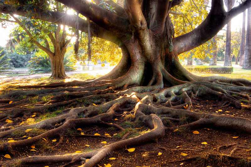 地上爬满古树的根