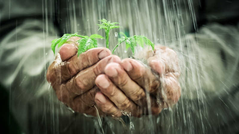 在雨中老人的手抱着小树苗