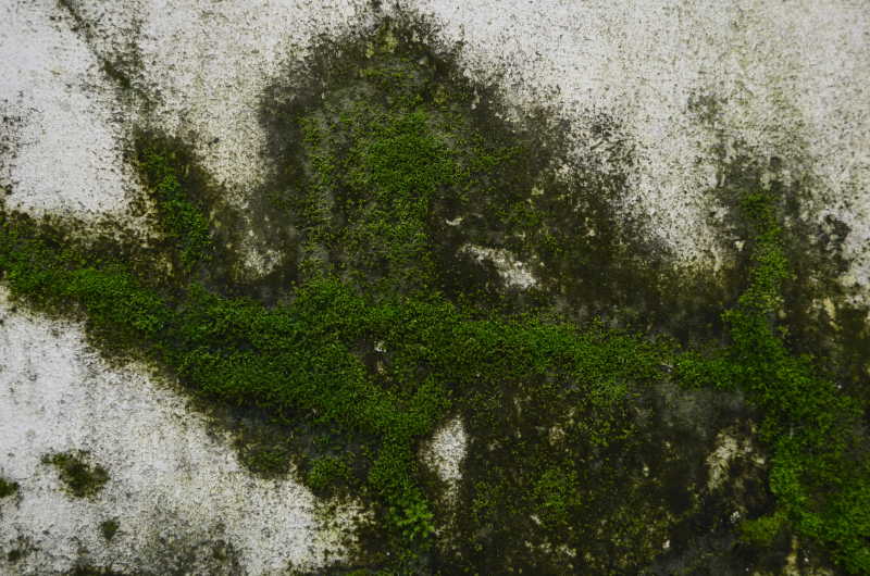 混凝土墙面的苔藓绿藻