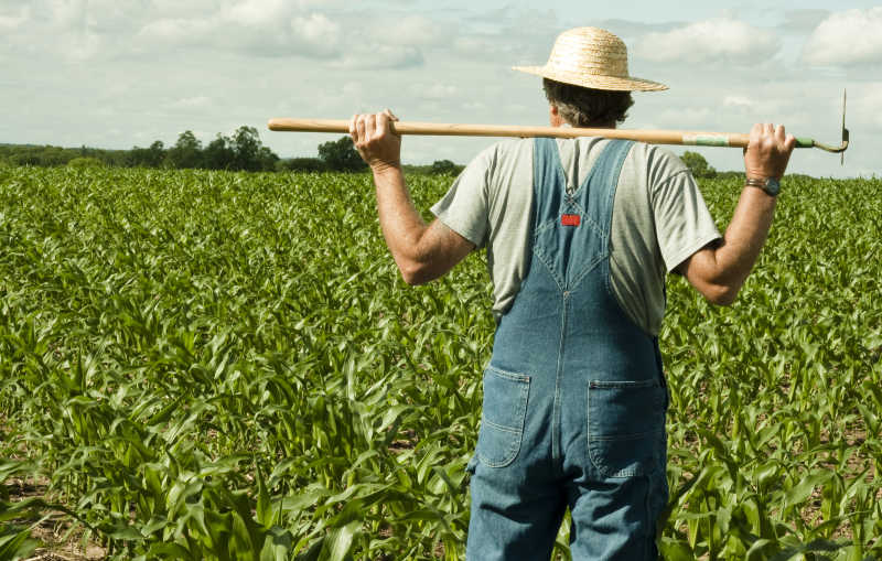 农民站在玉米地里考虑将来的工作