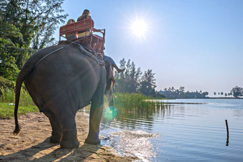 象夫骑着大象在河边行走
