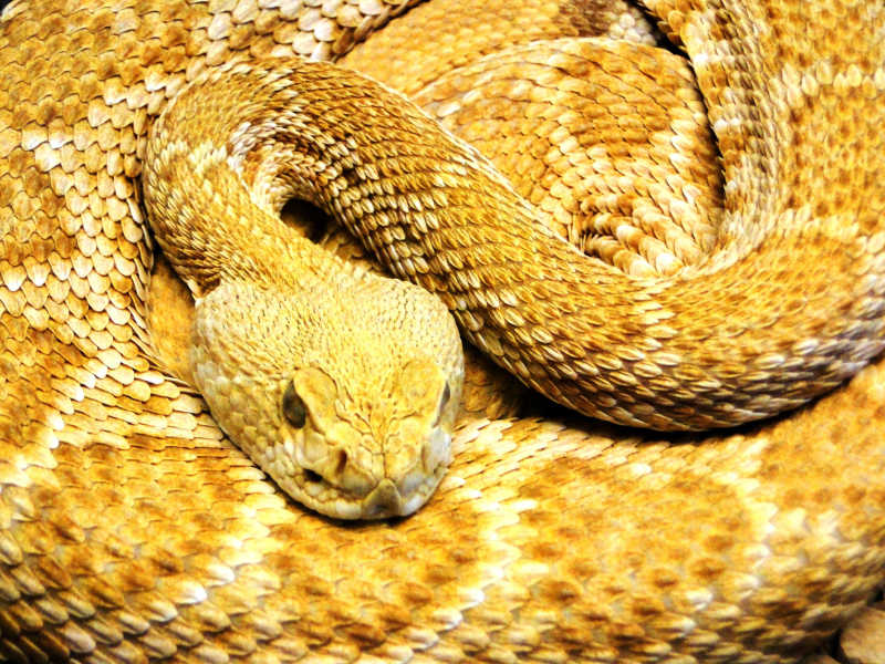 黄色的蛇