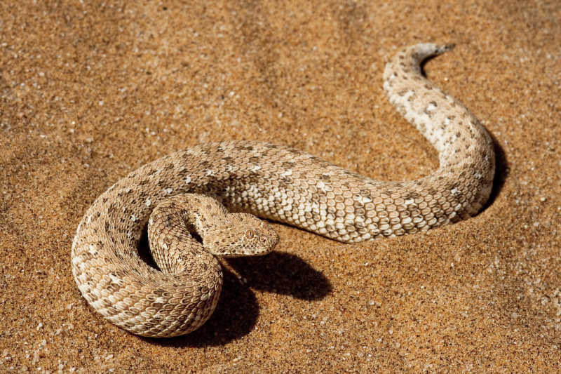 沙漠中的毒蛇