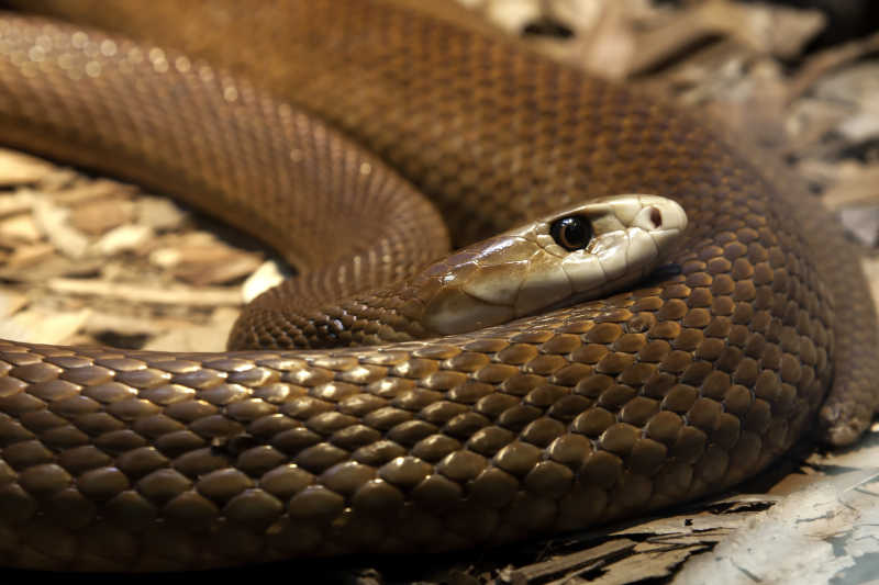 澳大利亚最毒的蛇