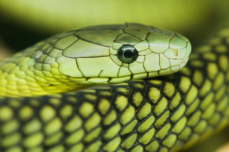 一个休息的绿色曼巴蛇