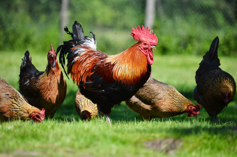 传统养鸡场的公鸡和母鸡