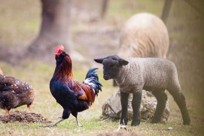 小羊在草地上追逐彩色公鸡