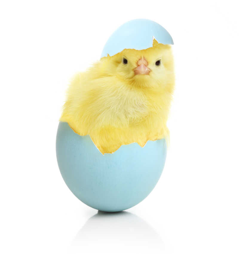 复活节彩蛋里出来的小鸡