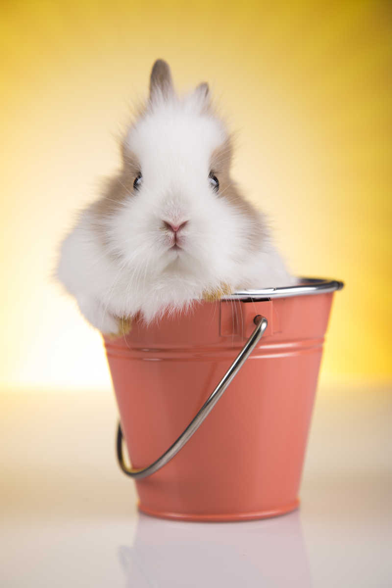 复活节上的小兔子