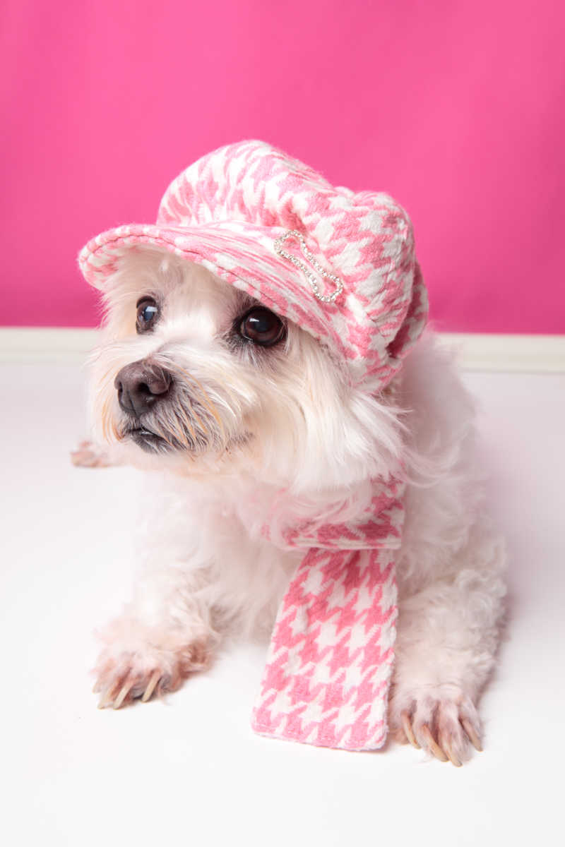 一个娇惯的狗穿着粉红色的千鸟格帽和围巾