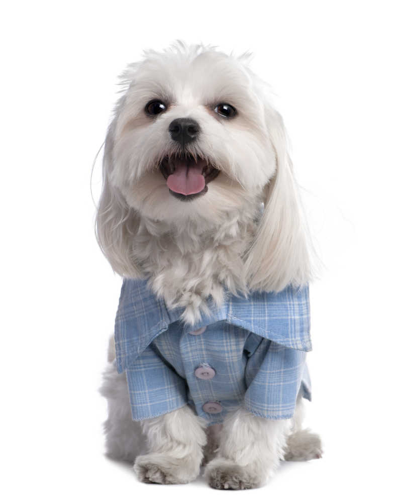 白色背景下穿浅蓝色衬衫的马尔济斯犬