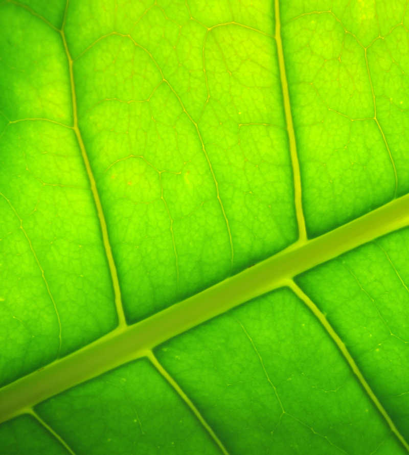 嫩绿色植物叶片纹理背景