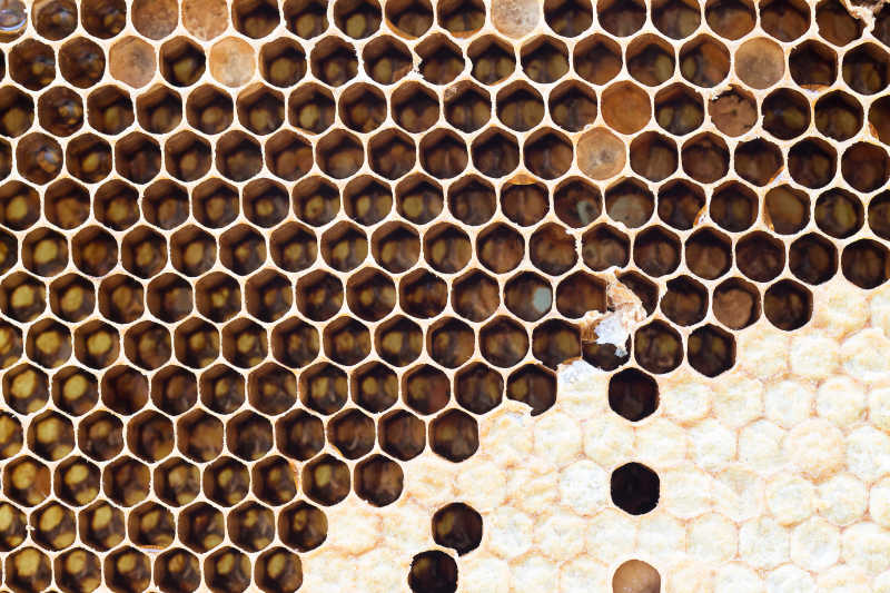 蜂巢和蜂巢蜜