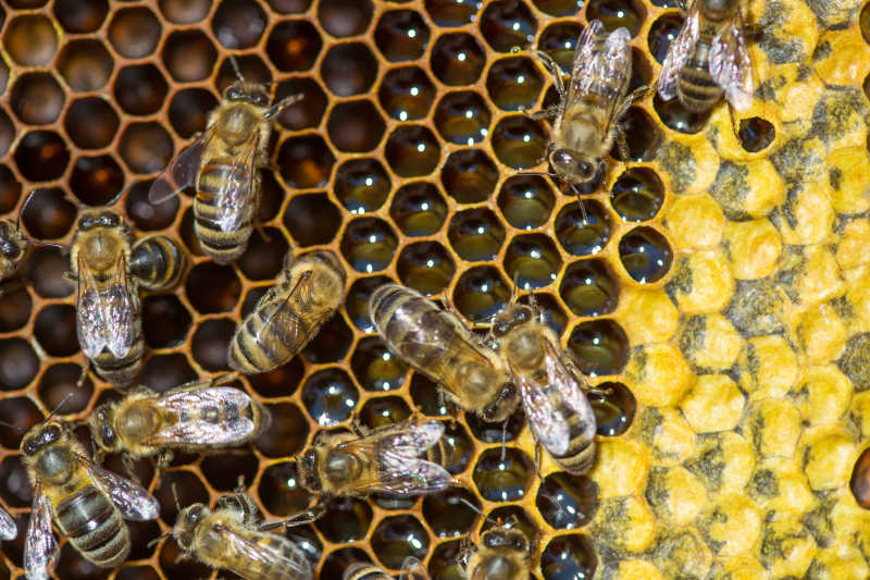 蜂巢上工作蜂蜜的蜜蜂