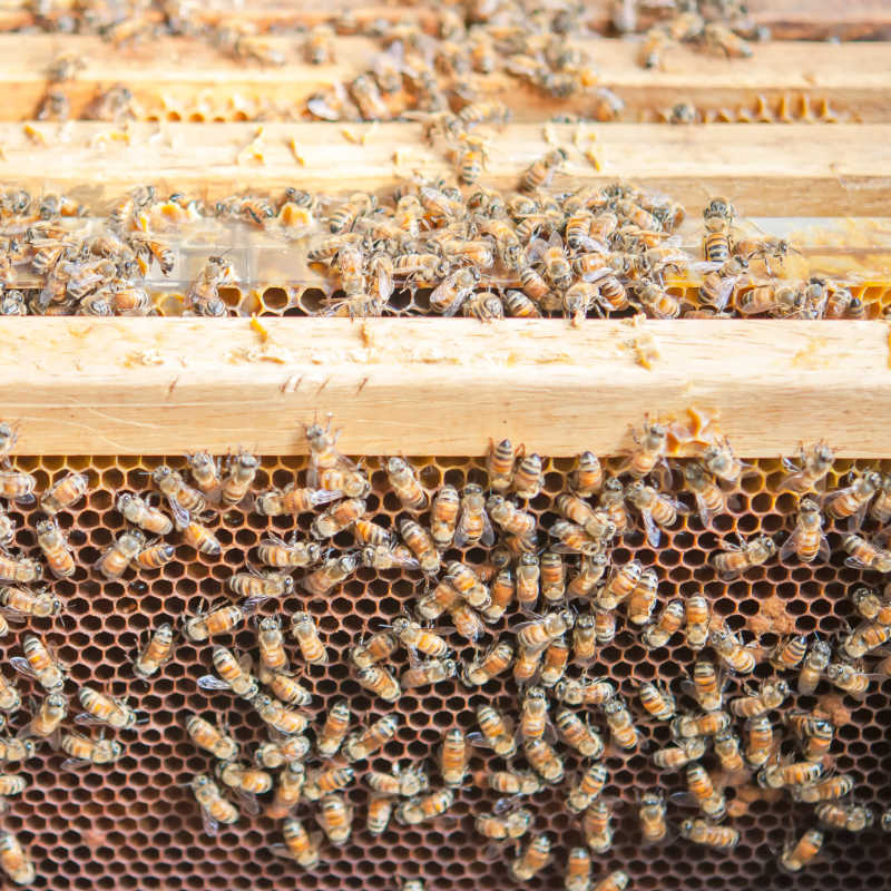 养蜂场里的蜜蜂