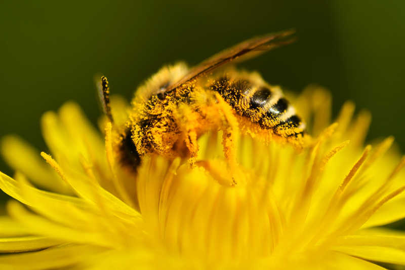 采花粉的一只蜜蜂