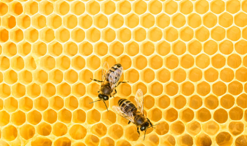 黄色的蜂巢和蜜蜂