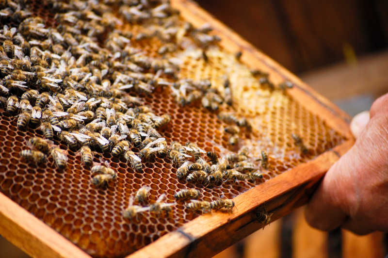 蜂巢上的多只蜜蜂