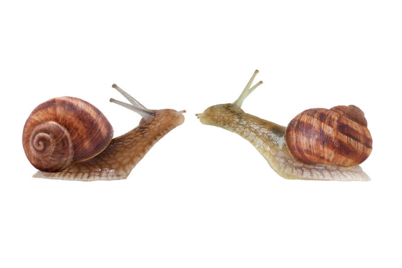 两只相对的蜗牛