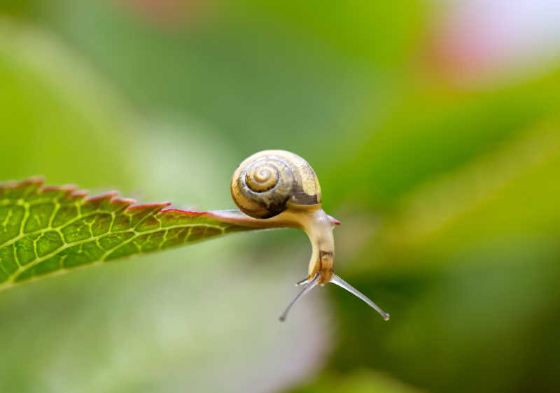植物叶片上的蜗牛