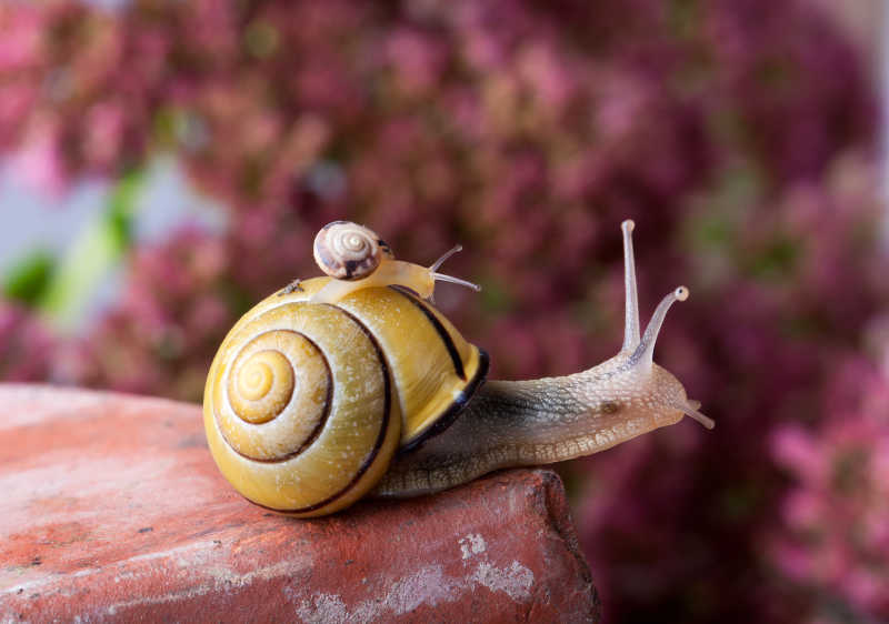 有着F黄色和黑色的条纹的蜗牛身上背着一个小蜗牛