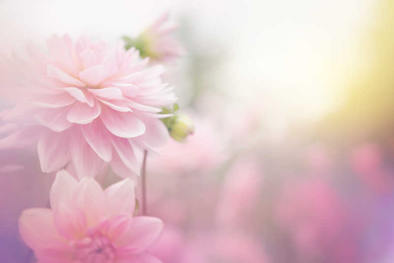 模糊背景下的粉色花朵