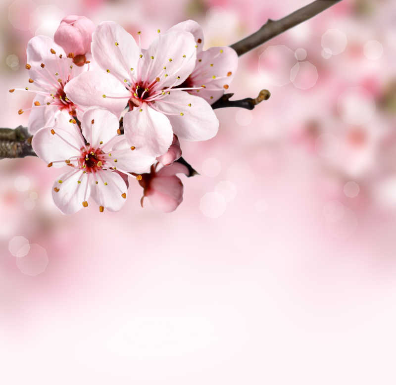 春日里的粉色花朵