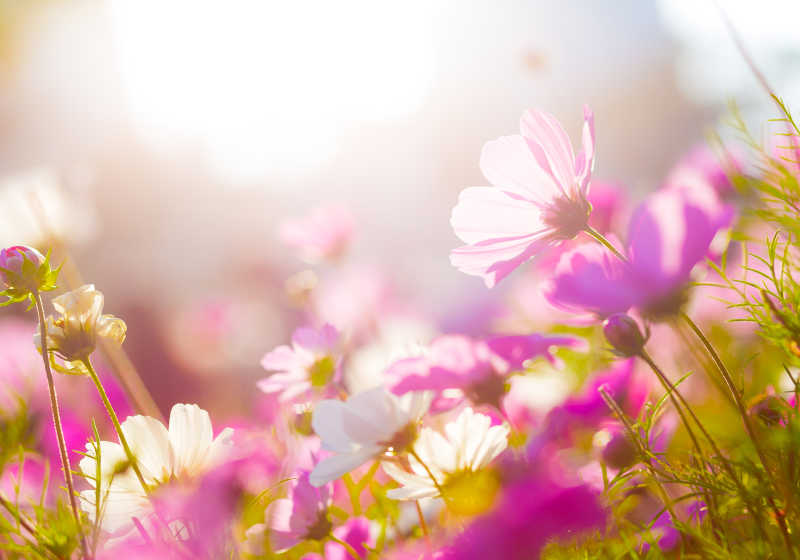 春日阳光下的雏菊