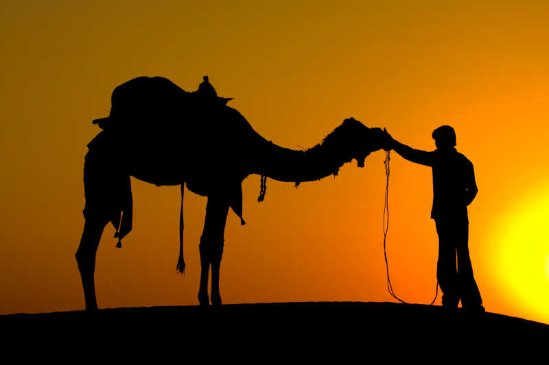 日落时分的骆驼和男人剪影