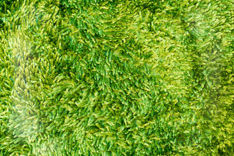 绿色的浴室地毯特写