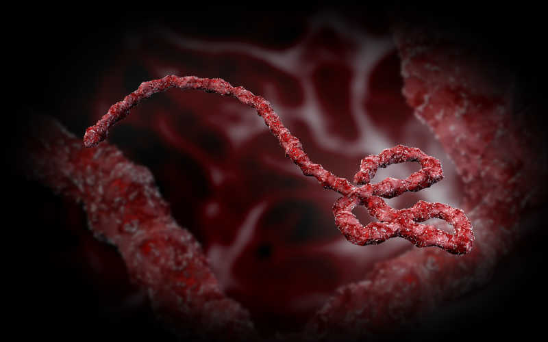 埃博拉病毒显微镜特写