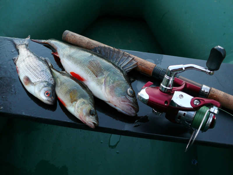 木板上的新鲜鱼和钓鱼杆特写