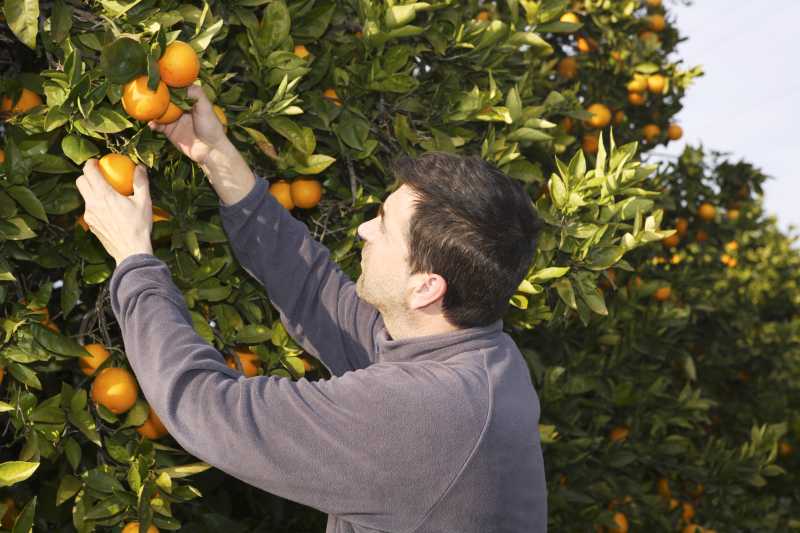 男农夫在摘橘子