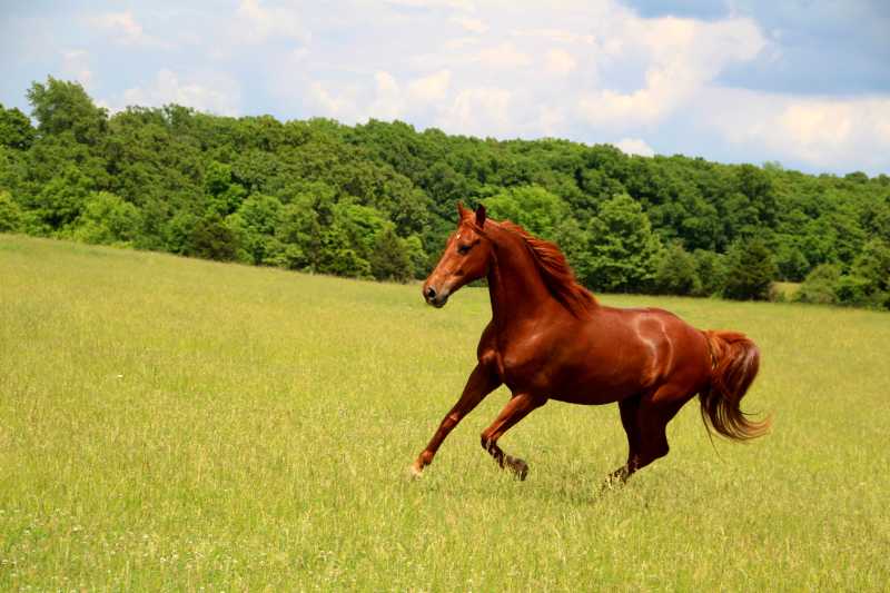 绿色草地上奔跑的栗色马匹