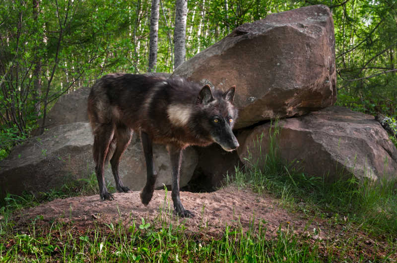 森林岩石旁的狼