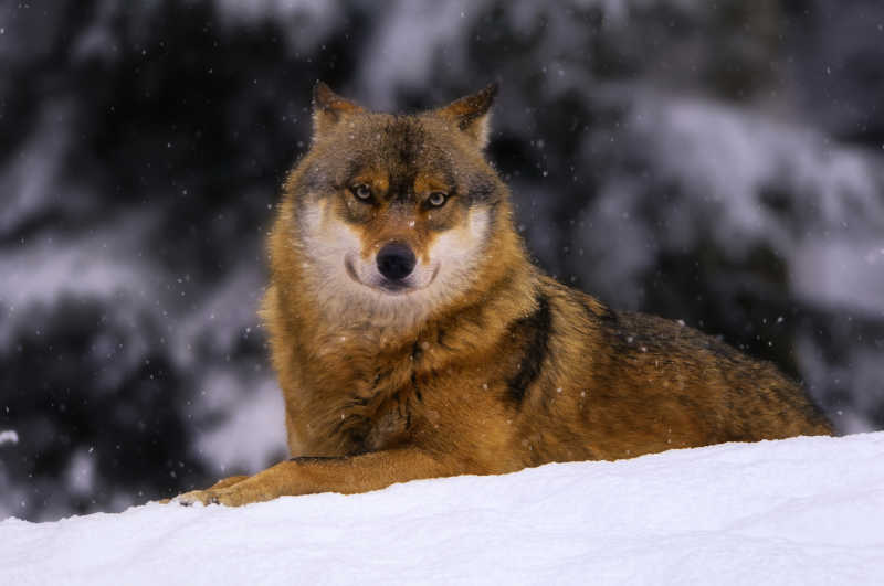 雪地里趴着的狼