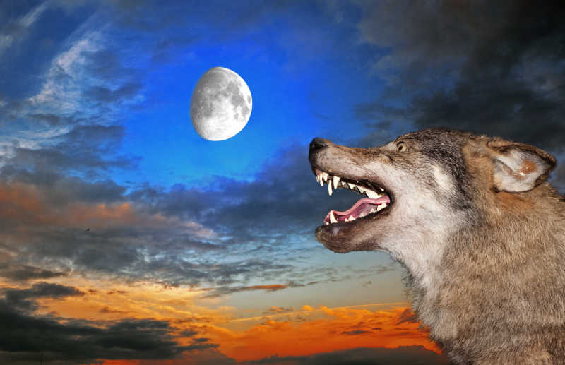 月亮下的狼