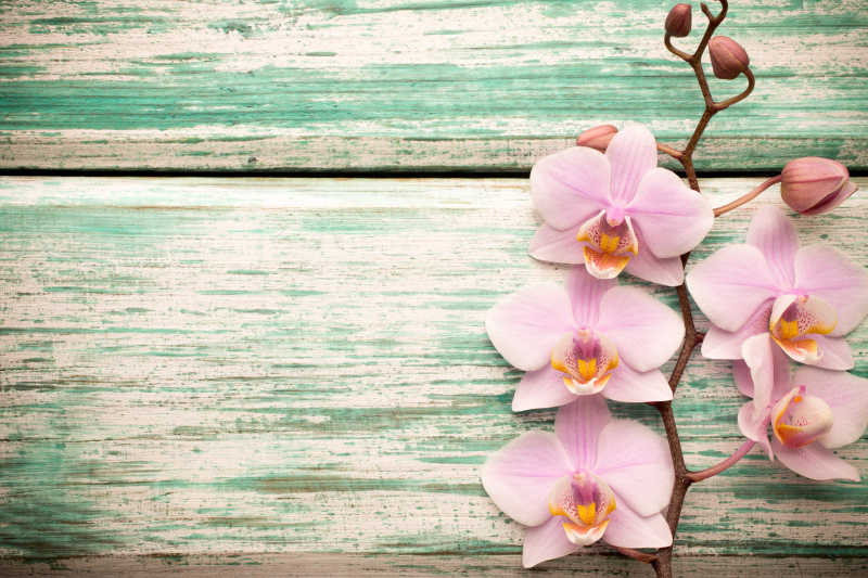 老旧木质桌面上的粉色兰花