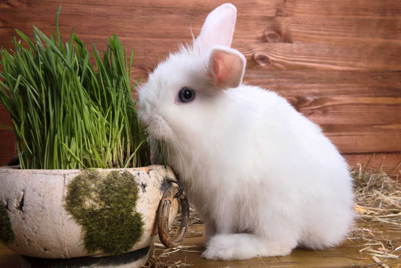 白色的小兔子在吃草