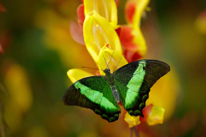 黄色花上的绿凤蝶