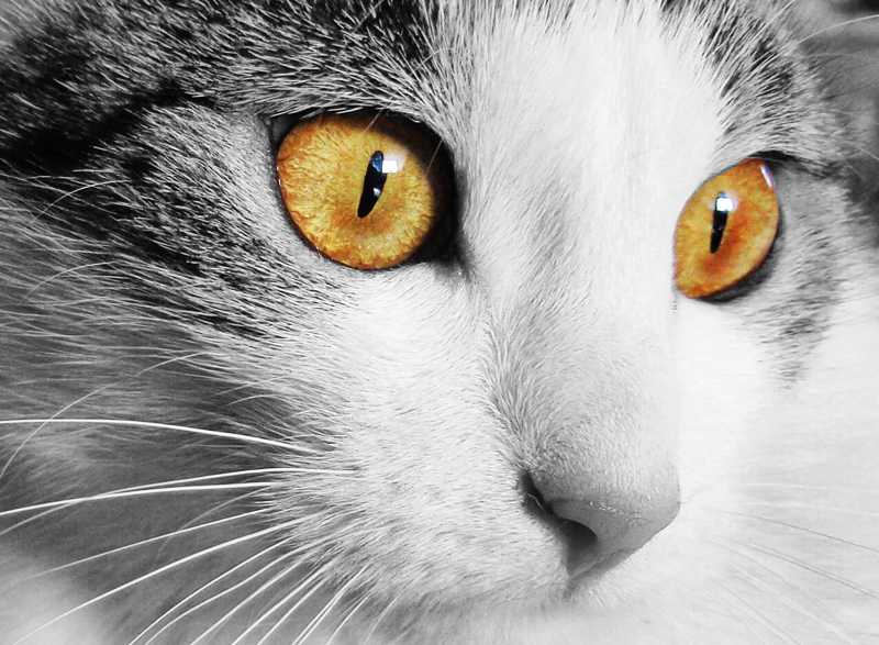 可爱黄色眼睛的猫咪