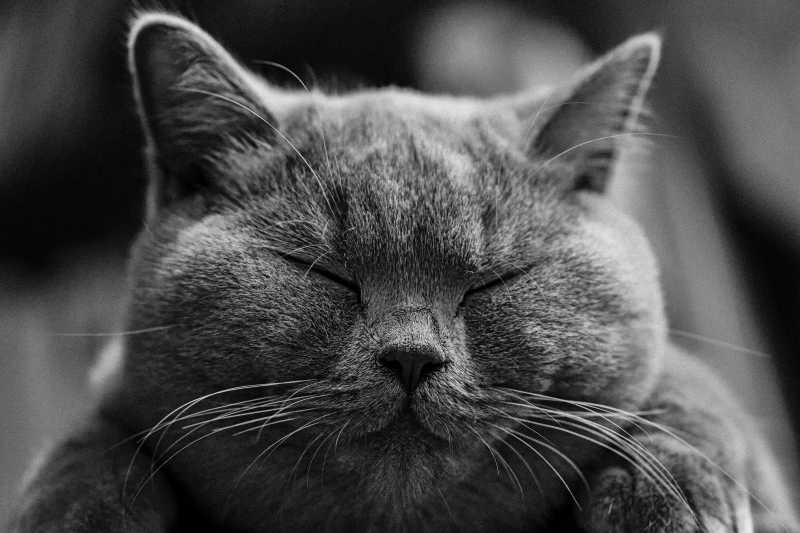 睡着的灰色猫咪
