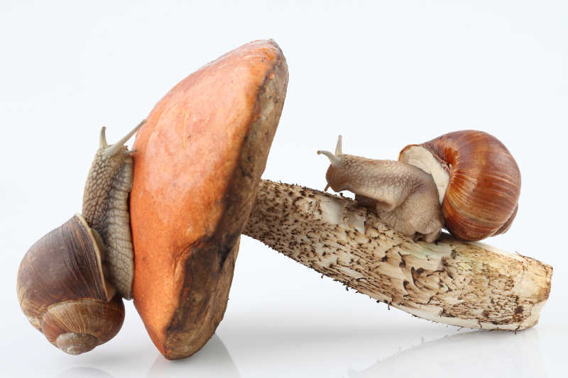 蘑菇上面的两只蜗牛