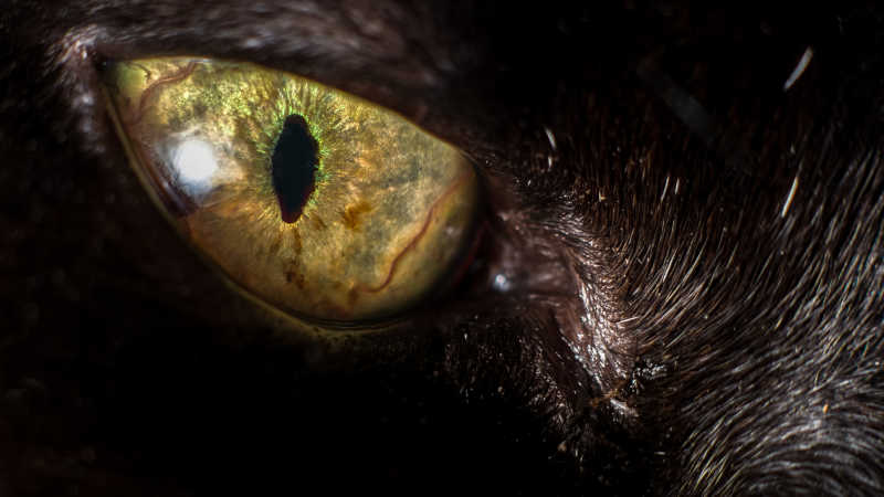 黑猫眼睛特写