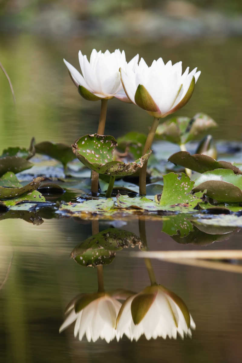 池塘中的美丽睡莲