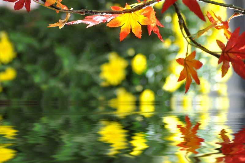 树叶倒映在河面上